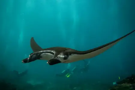 Manta ray gliding through the water near Nusa Penida