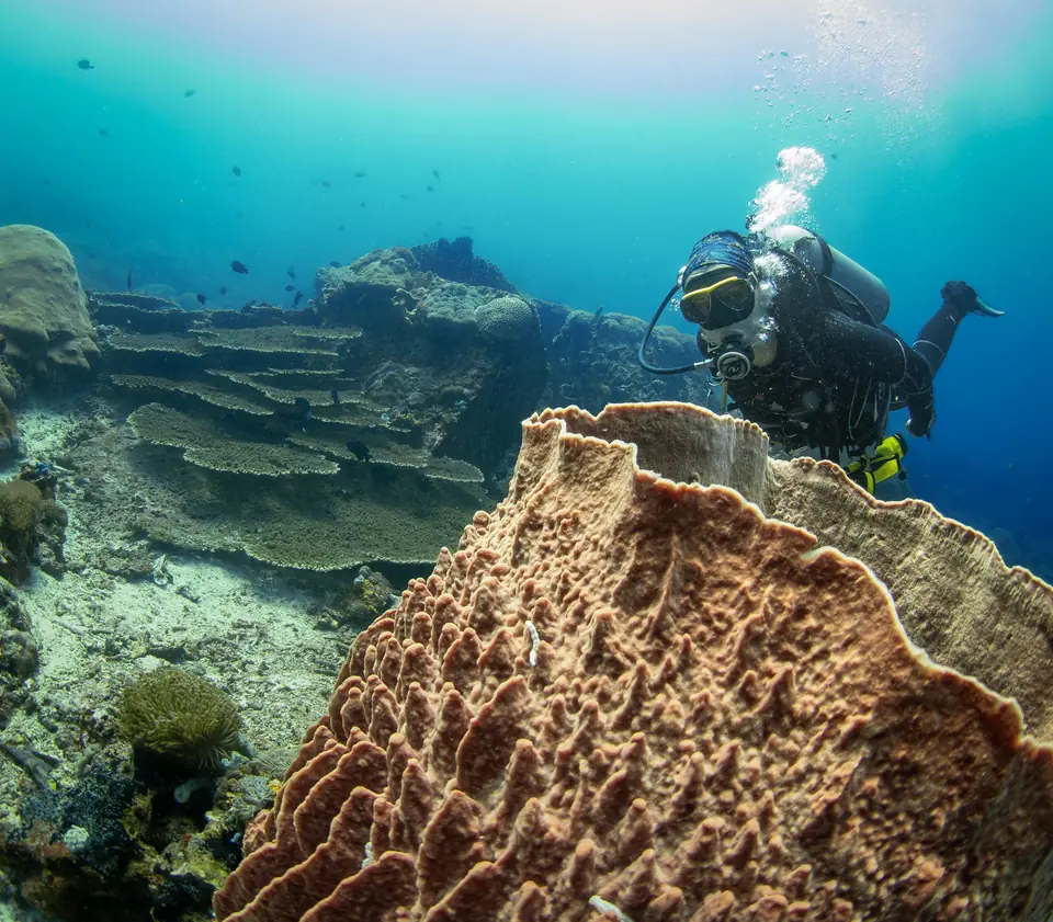 Diver beside a giant barrel sponge on a Nusa Penida reef