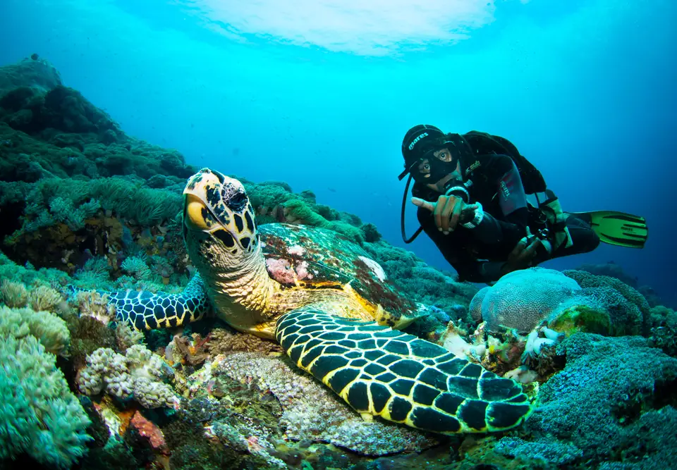 Diver photographing a sea turtle over coral near Nusa Penida
