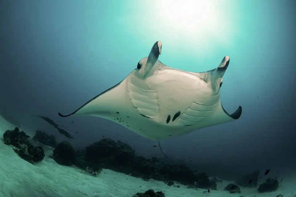 Manta ray swimming in the blue water off Nusa Penida
