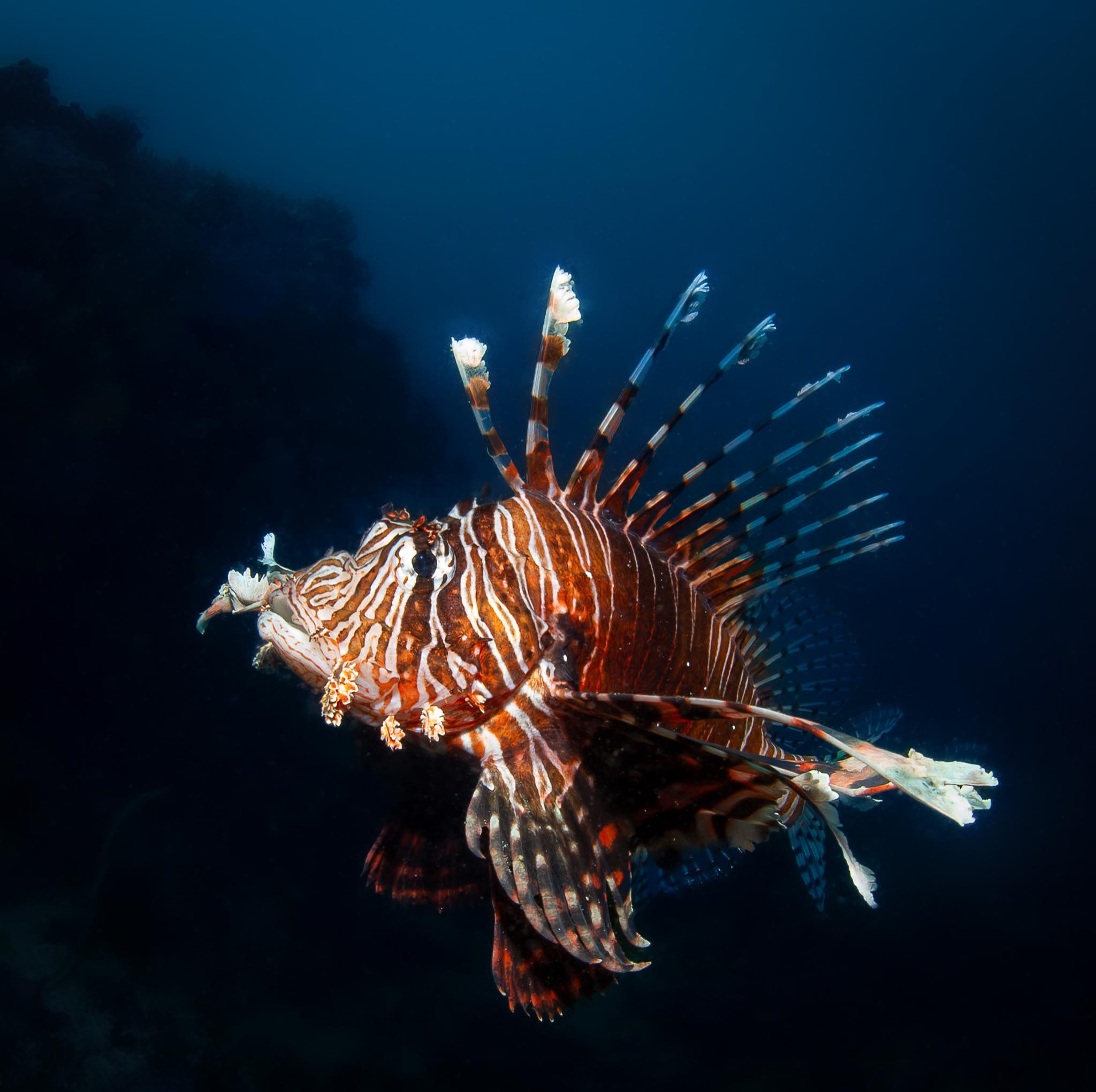 Experienced diver exploring deep waters near Nusa Penida
